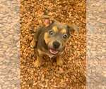 Small #8 Jack Russell Terrier-Staffordshire Bull Terrier Mix