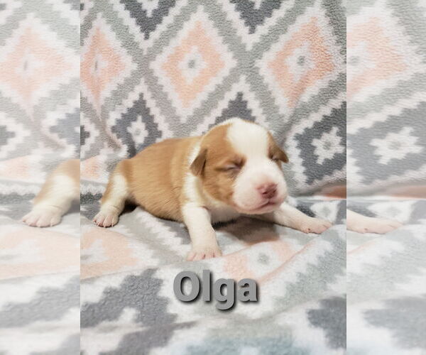 Medium Photo #9 Boxer Puppy For Sale in Poplar Bluff, MO, USA