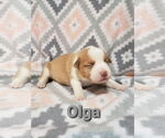 Small #8 Boxer