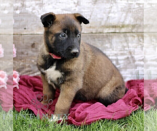 Medium Photo #4 Belgian Malinois Puppy For Sale in RONKS, PA, USA