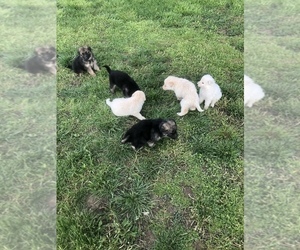 German Shepherd Dog-Great Pyrenees Mix Puppy for sale in LEXINGTON, IN, USA