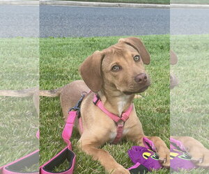 Butterscotch - Female Mutt Dog for Adoption - Photo #2