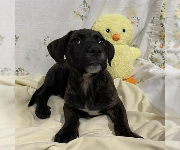 Medium Photo #1 Mutt Puppy For Sale in Modesto, CA, USA