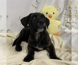 Mutt Dogs for adoption in Modesto, CA, USA