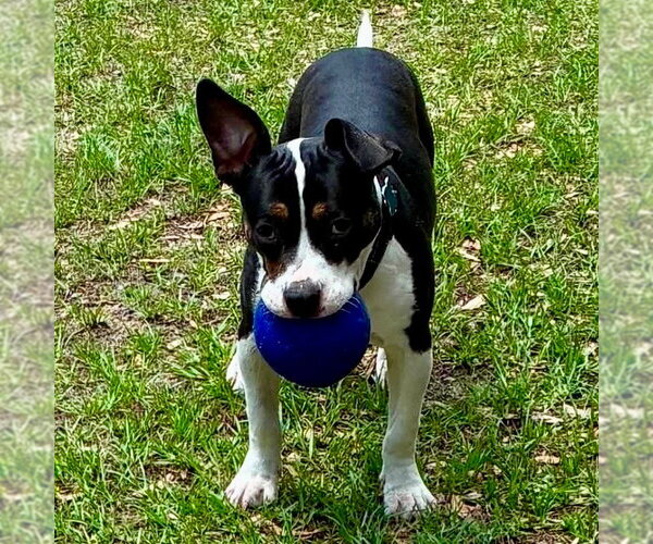 Medium Photo #2 Mutt Puppy For Sale in Canton, CT, USA