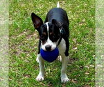 Small #1 Mutt