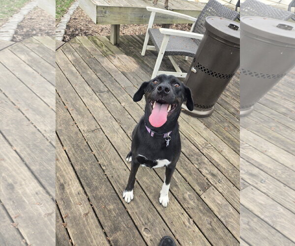 Medium Photo #6 Catahoula Leopard Dog-Labrador Retriever Mix Puppy For Sale in Crystal, MN, USA