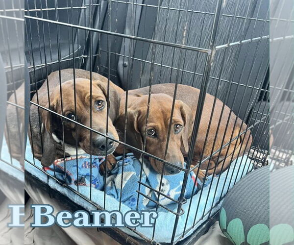 Medium Photo #5 Dachshund Puppy For Sale in San Antonio, TX, USA