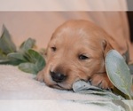 Small Photo #4 Golden Retriever Puppy For Sale in RICHMOND, TX, USA