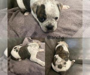 Olde English Bulldogge Puppy for sale in WHEELER, MI, USA