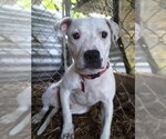 Sammy *Cross post* - Male Labrador Retriever-Unknown Mix Dog for Adoption - Small photo