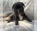 Small Mutt