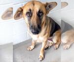 Small #2 German Shepherd Dog Mix