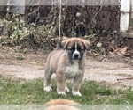 Small #8 Alaskan Husky-Saint Bernard Mix