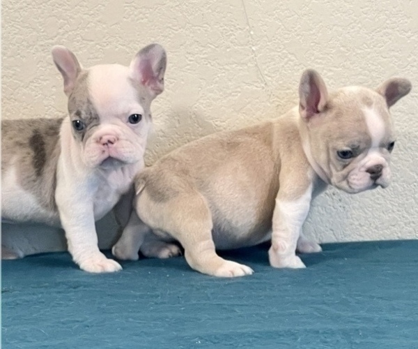 Medium Photo #5 French Bulldog Puppy For Sale in LOUISVILLE, KY, USA