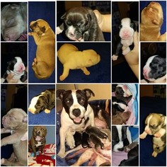 American Bully Mikelands  Puppy for sale in DURANT, OK, USA