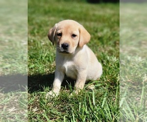 Labrador Retriever Puppy for sale in APPOMATTOX, VA, USA