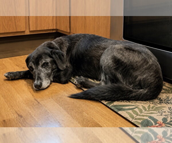 Medium Photo #2 Labrador Retriever-Unknown Mix Puppy For Sale in Polson, MT, USA