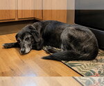 Small #1 Labrador Retriever Mix