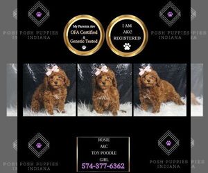 Poodle (Toy) Puppy for sale in WARSAW, IN, USA