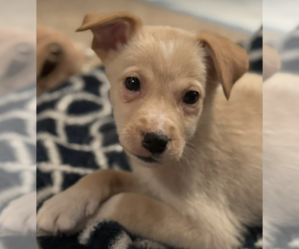 Medium Photo #2 Retriever -Unknown Mix Puppy For Sale in Anchorage, AK, USA