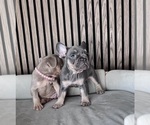 Small #7 French Bulldog