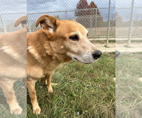 Medium Photo #3 Golden Shepherd Puppy For Sale in Pierceton , IN, USA