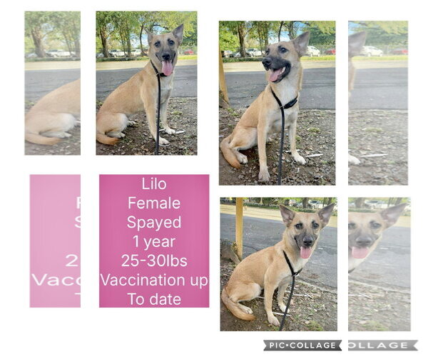 Medium Photo #1 Shiba Inu-Unknown Mix Puppy For Sale in Virginia Beach, VA, USA