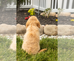 Small #5 Golden Cavadoodle