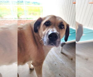 Anatolian Shepherd Dogs for adoption in Sequim, WA, USA