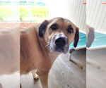 Small Anatolian Shepherd