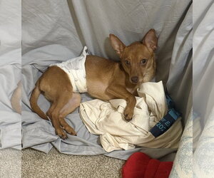 Chip - Male Chihuahua-Unknown Mix Dog for Adoption - Photo #4