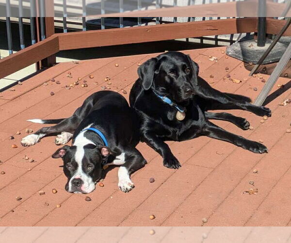 Medium Photo #10 Mutt Puppy For Sale in Rockville, MD, USA