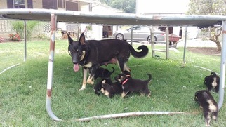 Mother of the German Shepherd Dog puppies born on 06/11/2018