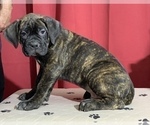 Small Photo #11 Cane Corso Puppy For Sale in COTTAGE GROVE, OR, USA