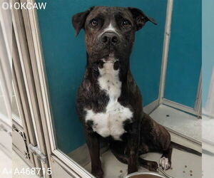 American Staffordshire Terrier-Unknown Mix Dogs for adoption in Oklahoma City, OK, USA