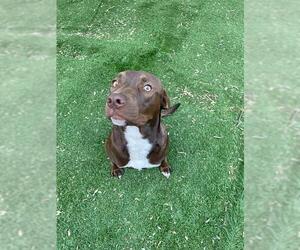 Labrador Retriever Dogs for adoption in Fremont, CA, USA