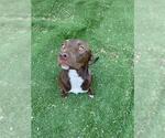 Small Labrador Retriever