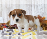 Small Photo #3 Jack Russell Terrier-Jug Mix Puppy For Sale in SHILOH, OH, USA