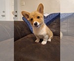 Small #1 Pembroke Welsh Corgi