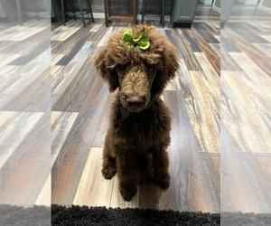 Poodle (Standard) Puppy for sale in NORA, VA, USA