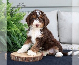 Bernedoodle (Miniature) Puppy for sale in NARVON, PA, USA