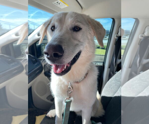 Medium Photo #4 Great Pyrenees-Unknown Mix Puppy For Sale in Croydon, NH, USA
