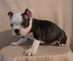 Small #6 Boston Terrier