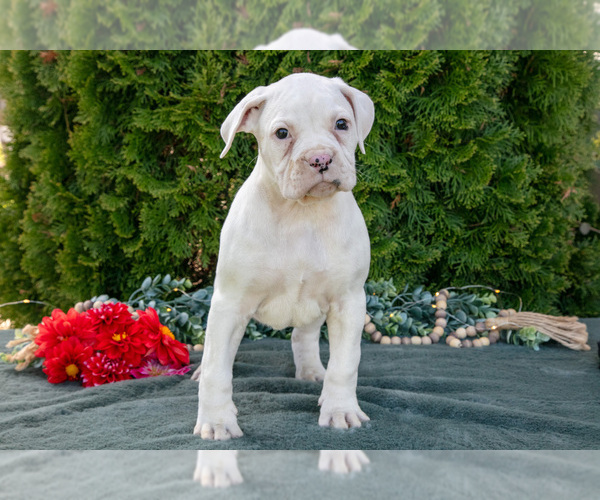 Medium Photo #3 Boxer Puppy For Sale in SHILOH, OH, USA