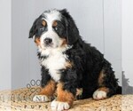 Small #2 Bernese Mountain Dog