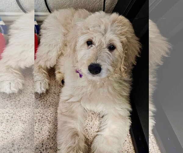Medium Photo #4 Goldendoodle Puppy For Sale in Fort Worth, TX, USA