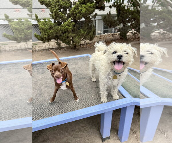 Medium Photo #2 Chihuahua-Unknown Mix Puppy For Sale in Seal Beach, CA, USA