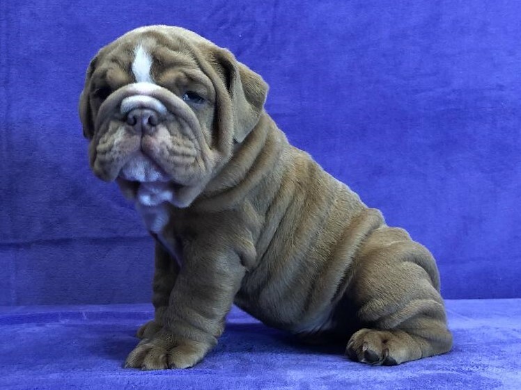 Medium Photo #1 Bulldog Puppy For Sale in GROSSE POINTE FARMS, MI, USA
