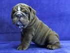 Small Photo #1 Bulldog Puppy For Sale in GROSSE POINTE FARMS, MI, USA